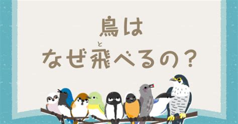 小鳥 飛|鳥はなぜ飛（と）べるの？